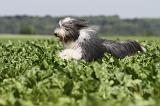 BEARDED COLLIE 037